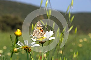 Butterfly on daisy flower