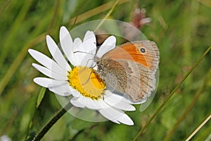 Butterfly on a daisy (hyponephele lycaon)