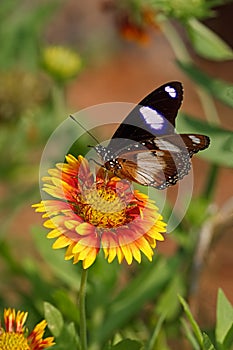 Butterfly Danaid Eggfly on a Firewheel flower with bokeh background