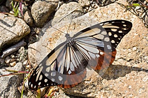 Farfalla ()  2 