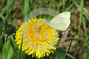 Butterfly on dandeloin flower, closeup