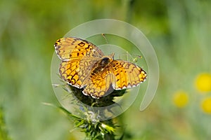 Butterfly Dark green fritillary