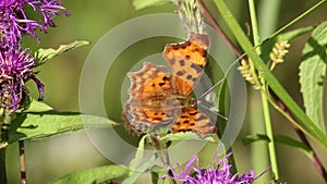 Butterfly Dark Green Fritillary (Argynnis aglaja)