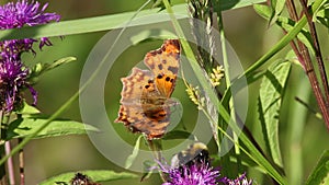 Butterfly Dark Green Fritillary (Argynnis aglaja)