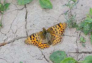 Butterfly Dark Green Fritillary sits on a dry cracked earth