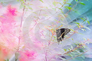 Butterfly Daze