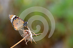 Butterfly on dead flower
