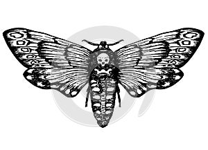 Butterfly Dead Head. Death s head hawk moth. Hand drawn vector ink illustration in trendy engraved style. Moth design