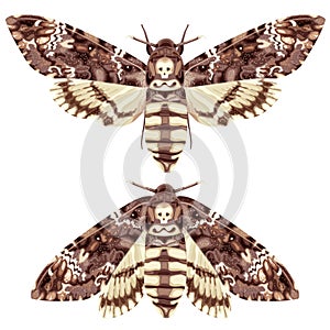 Butterfly. Deaths Head Hawk Moth. The moth is a mystical symbol and talisman.