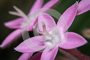 Butterfly deep pink pentas lanceolata flowers