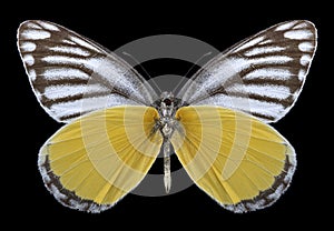 Butterfly Delias agostina underside