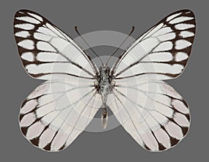 Butterfly Delias eucharis Common Jezebel