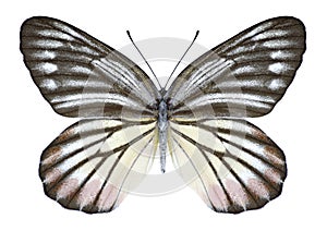 Butterfly Delias hyparete indica male