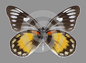 Butterfly Delias zebuda male underside