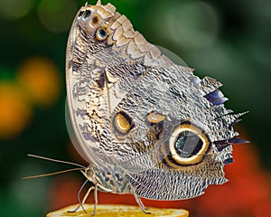 Butterfly detail