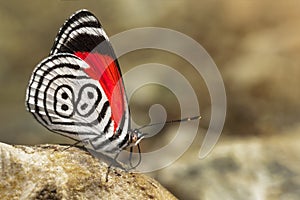 butterfly diaethria also called 88 photo