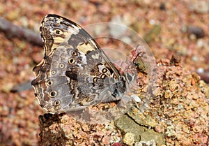 A butterfly with dim color