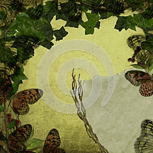 Butterfly Dimensions and Ivy