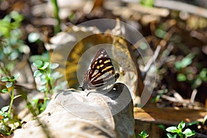 Butterfly Dodona formosana