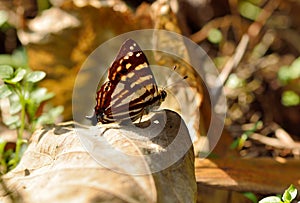 Butterfly Dodona formosana