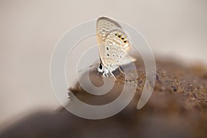 Butterfly doing puddling in cow dung