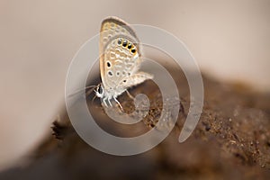 Butterfly doing puddling in cow dung