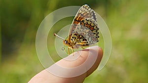 The butterfly draughtsman Phoebe sits on her finger, flaps her wings and moves her proboscis. Blurred green background