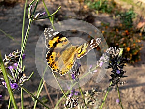 Butterfly Dream!