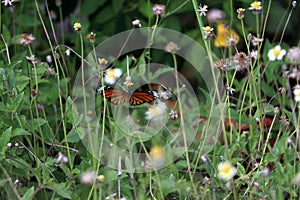 Butterfly drink flower nectar on the mini flower of grass with nature background