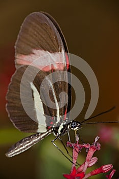Butterfly drinking nectar photo
