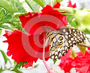 A butterfly drinking nectar