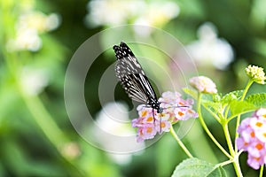 A butterfly drinking nectar from the flowers