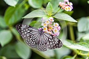 A butterfly drinking nectar from the flowers with its wings spread out