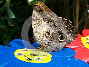 Butterfly drinks nectar photo
