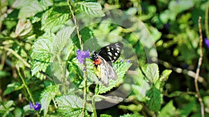 A butterfly drinks nectar in a garden