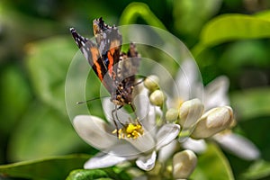 Butterfly drinks nectar from an orange tree flower