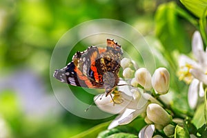 Butterfly drinks nectar from an orange tree flower