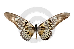 Butterfly Druryeia antimachus m