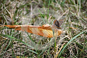 Butterfly on a dry autumn leaf