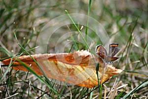 Butterfly on a dry autumn leaf