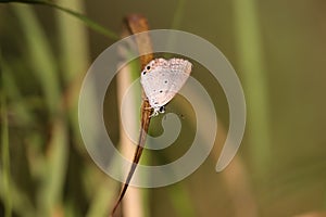 Butterfly on dry dead leaf