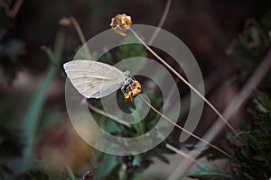 Butterfly on a dry flower