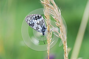 Butterfly on the dry grass. Slovakia
