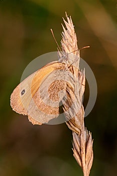 Butterfly on dry grass at sunset - closeup