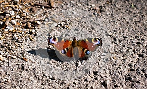 Butterfly on the dry road. Slovakia