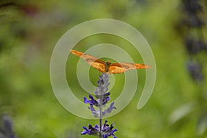 Butterfly dryas iulia