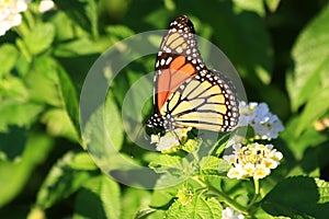 Butterfly at Duke Garden