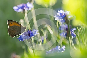 Butterfly Dusky Meadow Brown on a flowered cornflower against sunlight. soft focus, shallow DOF.