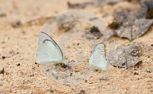 Butterfly eat salt lick