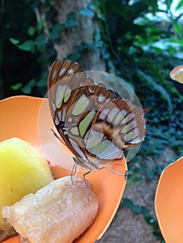 A Butterfly Eating Banana